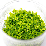 MICRANTHEMUM MONTE CARLO (MONTE CARLO)
