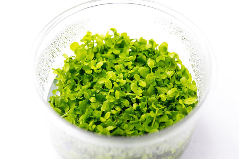 MICRANTHEMUM MONTE CARLO (MONTE CARLO)