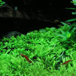 MICRANTHEMUM MONTE CARLO (MONTE CARLO)