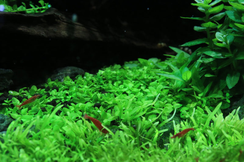 MICRANTHEMUM MONTE CARLO (MONTE CARLO)