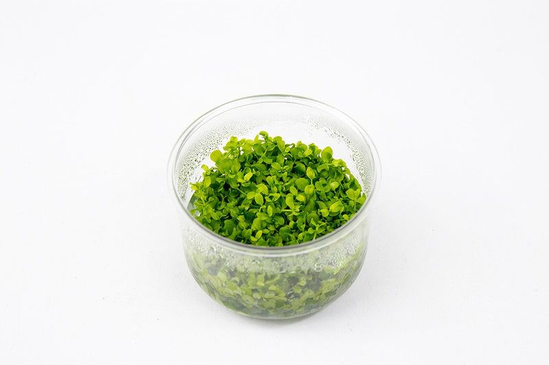 MICRANTHEMUM MONTE CARLO (MONTE CARLO)