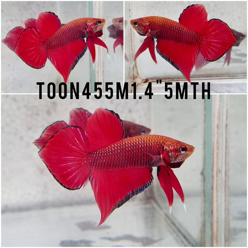 (TOON-455)Red Splendens Male Betta