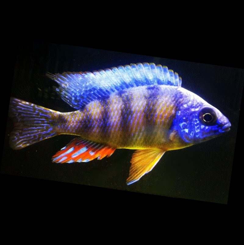 Live Fish African Cichlid Taiwan Reef (Protomelas Sp. "Steveni Taiwan")(CHD-116)U003