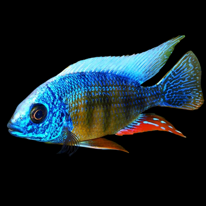 Taiwan Reef African Cichlid