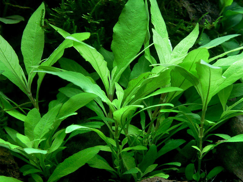 H.CORYMBOSA VAR. NOMAPHILA STRICATA (TEMPLE GREEN)