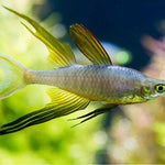 Live Tropical Freshwater Threadfin Rainbow Fish (Iriatherina werneri)