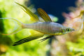 Live Tropical Freshwater Threadfin Rainbow Fish (Iriatherina werneri)