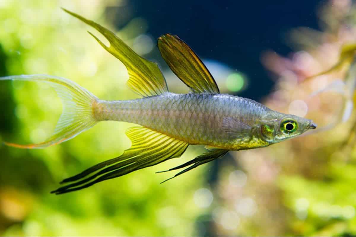 Live Tropical Freshwater Threadfin Rainbow Fish (Iriatherina werneri)