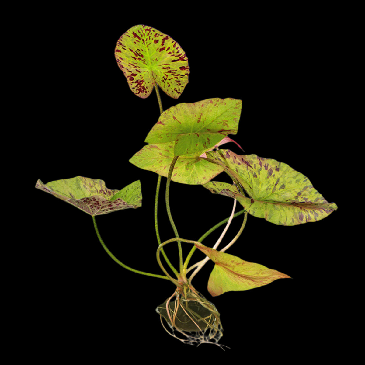 Red Tiger Lotus- (Dwarf Aquarium Lily)- EASY RED Aquarium Plant