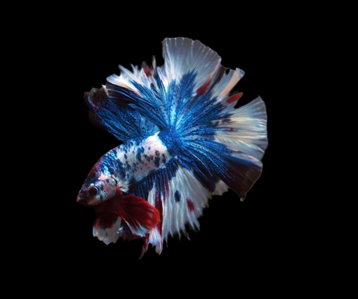 Marble Multi color rosetail halfmoon male betta
blue, red, and white