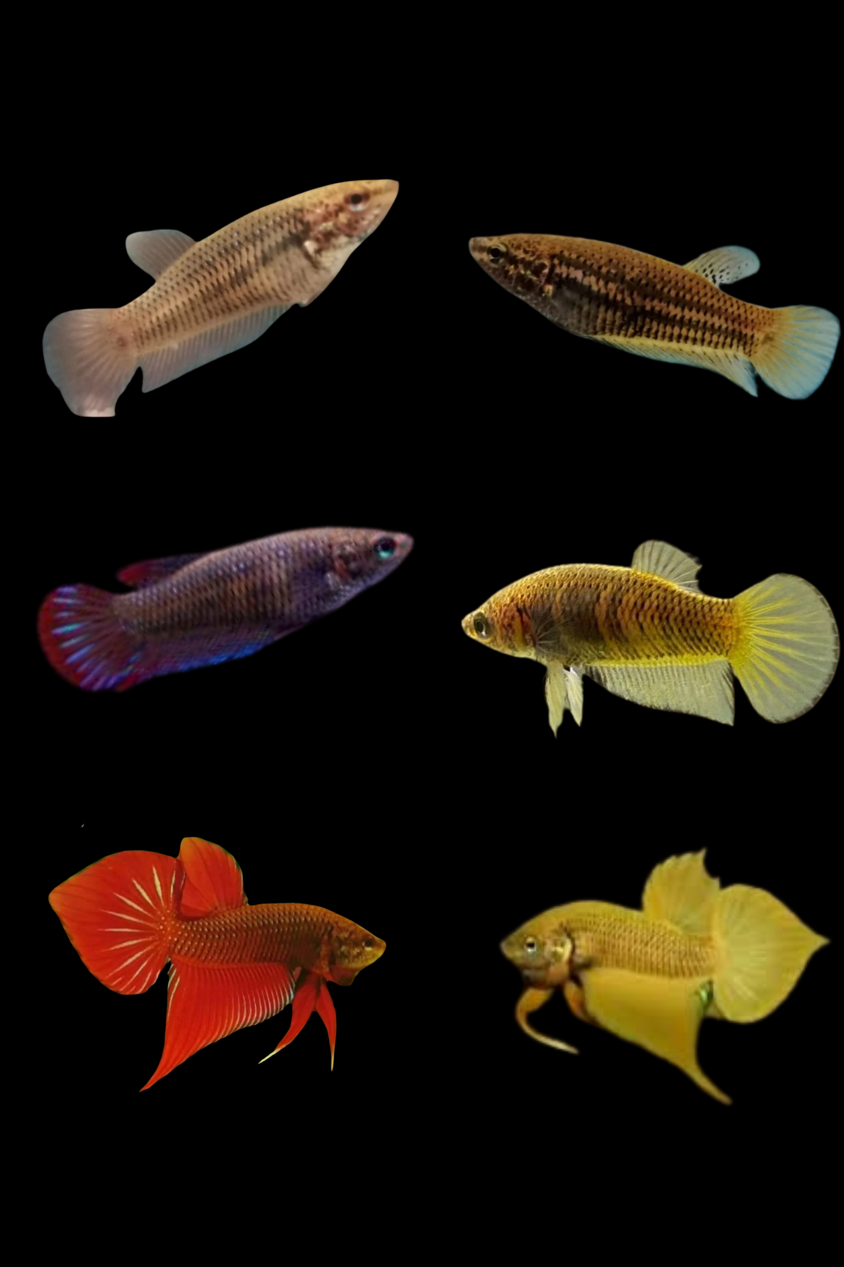Female Live Betta Fish Wild Splendens Red or Yellow Our Choice (CBG-035)