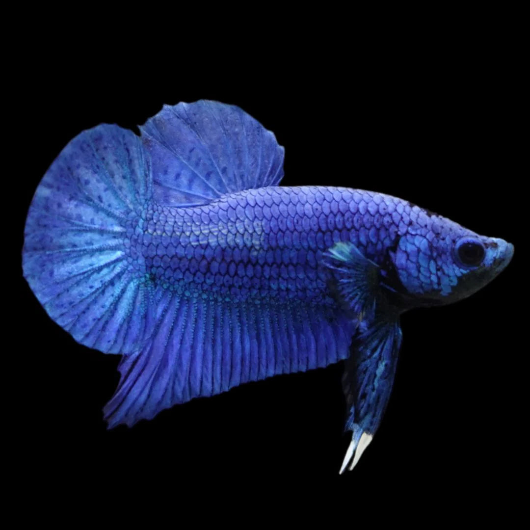 Royal Blue Plakat Male Betta (CBM-1034) BUY 4 GET 1 FREE! MIX & MATCH
