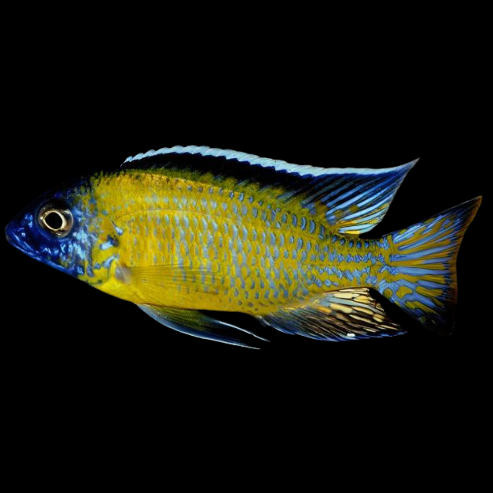 Usisya African Cichlid