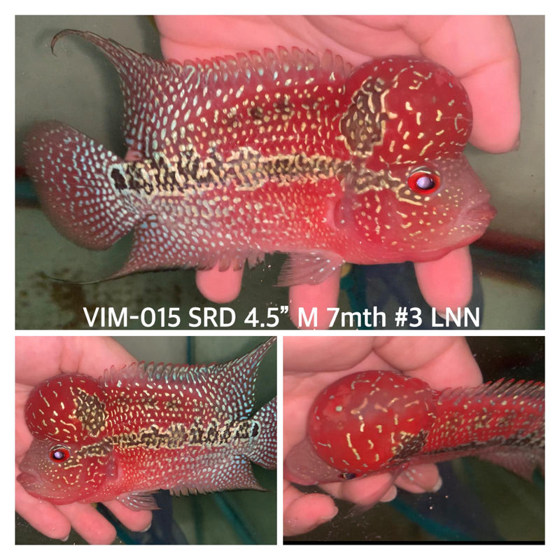 (VIM-015) SUPER RED KING KAMFA FLOWERHORN 4.5"INCH