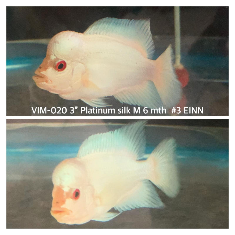 (VIM-020) Red Eye Thai silk Platinum 3.00 Inch