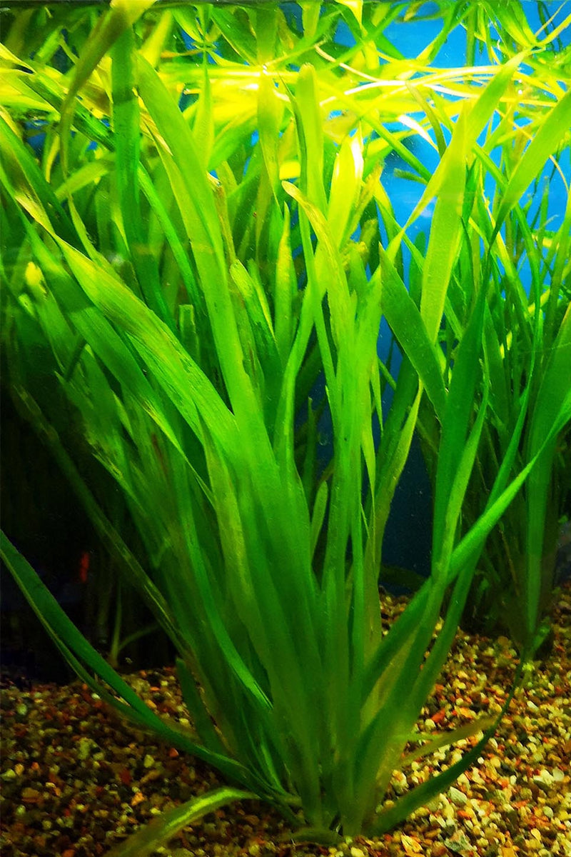 VALLISNERIA SPIRALIS  (VALLISNERIA SPIRALIS (ITALIAN))