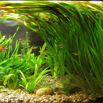 VALLISNERIA GIGANTEA (GIANT VALLISNERIA)