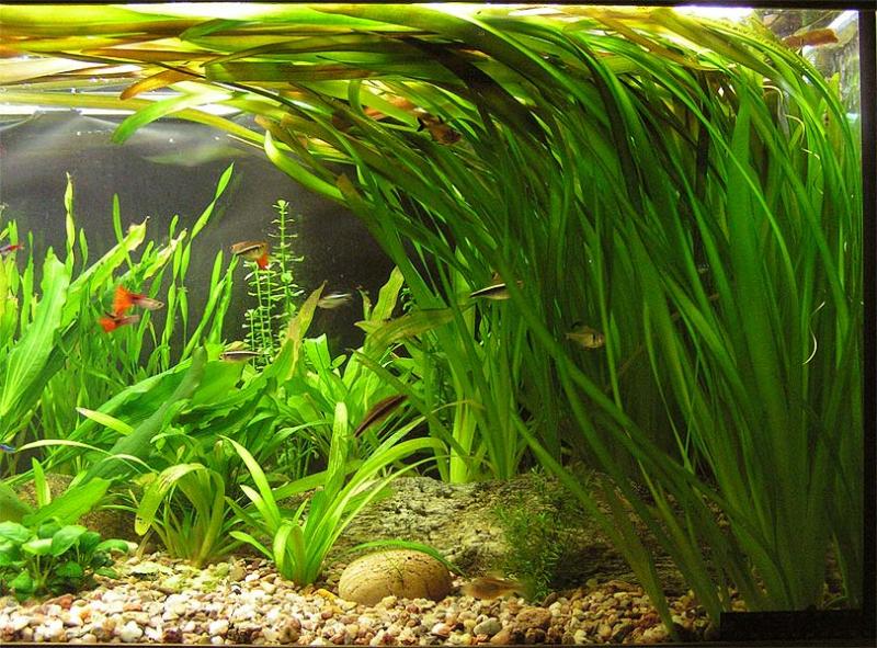 VALLISNERIA GIGANTEA (GIANT VALLISNERIA)