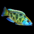 Live Freshwater Aquarium Venustus African Cichlid  (Haplochromis Venustus) (CHD-108)U022