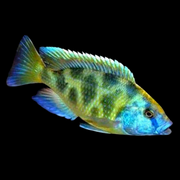 Venustus African Cichlid