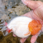 A Grade Our Choice Lemon Head White Dragon Head Ranchu 2.50 inch Body (CGF)