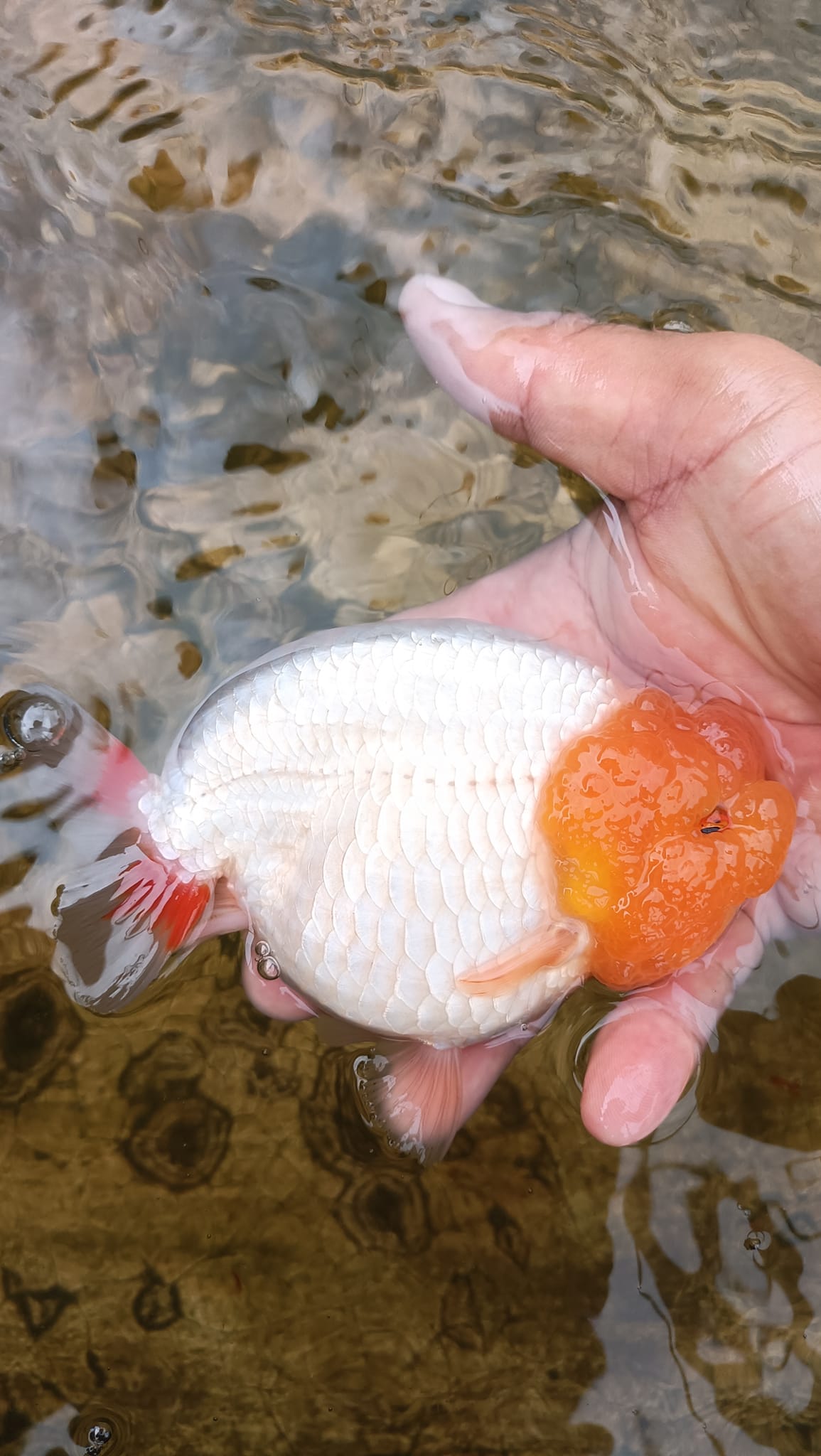 A Grade Our Choice Lemon Head White Dragon Head Ranchu 2.50 inch Body (CGF)