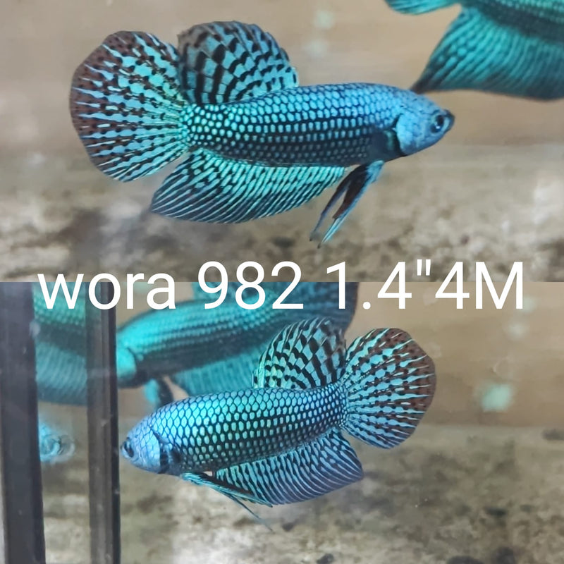 (WORA-982) GREEN ALIEN SMARAGDINA MALE BETTA