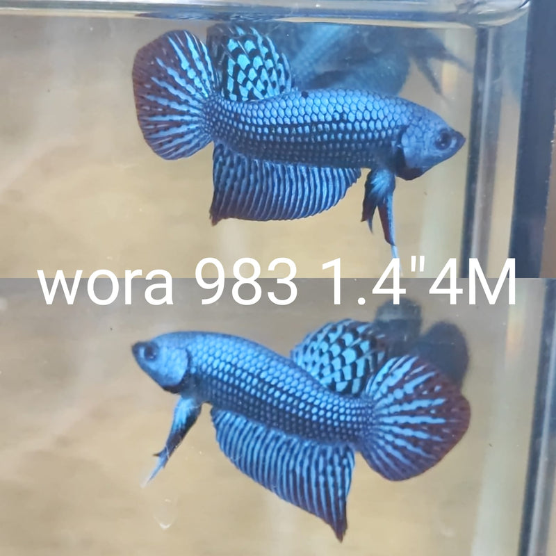 (WORA-983) BLUE ALIEN SMARAGDINA MALE BETTA