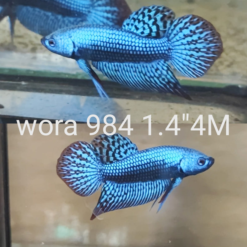 (WORA-984) BLUE FULL MASK ALIEN SMARAGDINA MALE BETTA