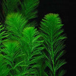 MYRIOPHYLLUM ELATINOIDES (WATER MILFOIL)
