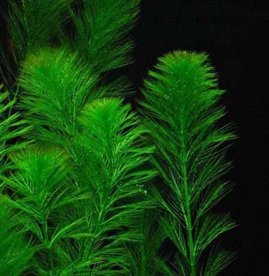 MYRIOPHYLLUM ELATINOIDES (WATER MILFOIL)