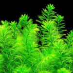 MYRIOPHYLLUM ELATINOIDES (WATER MILFOIL)