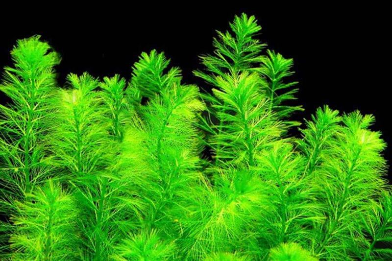 MYRIOPHYLLUM ELATINOIDES (WATER MILFOIL)