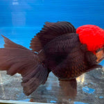 Live Fancy Goldfish Premium Select Our Choice Short Body SMALL BREED Special Color Red Cap Black Body Thai Oranda GROW UP TO 2.5-3.5'' BODY(CGF-037)