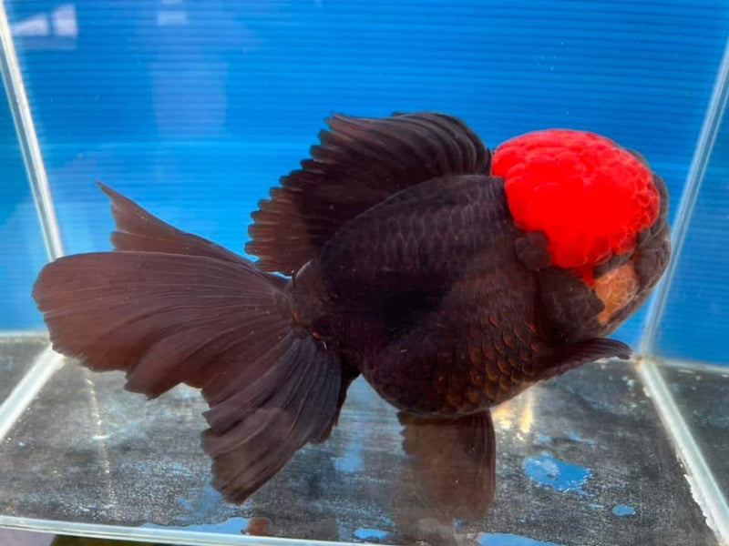 Live Fancy Goldfish Premium Select Our Choice Short Body SMALL BREED Special Color Red Cap Black Body Thai Oranda GROW UP TO 2.5-3.5'' BODY(CGF-037)