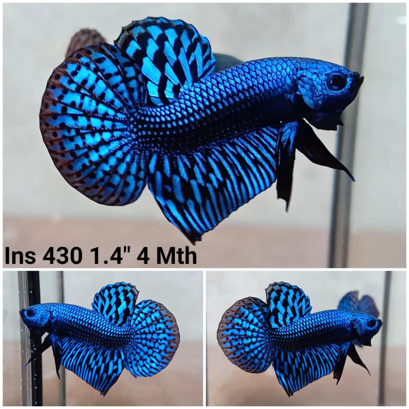 Blue Alien Male Wild Betta (CBM-1048) BUY 4 GET 1 FREE MIX & MATCH