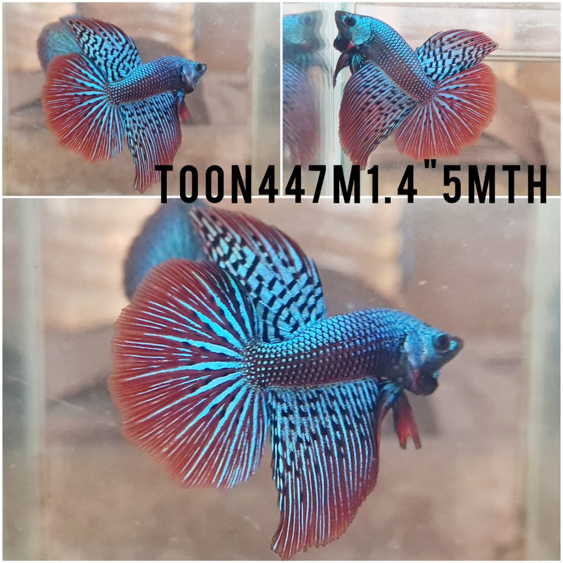 (TOON-447)Alien Green Halfmoon Male Betta