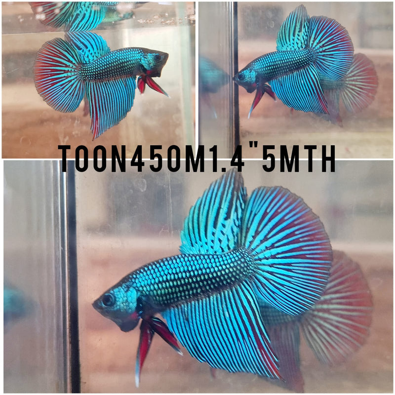 (TOON-450)Alien Green Halfmoon Male Betta
