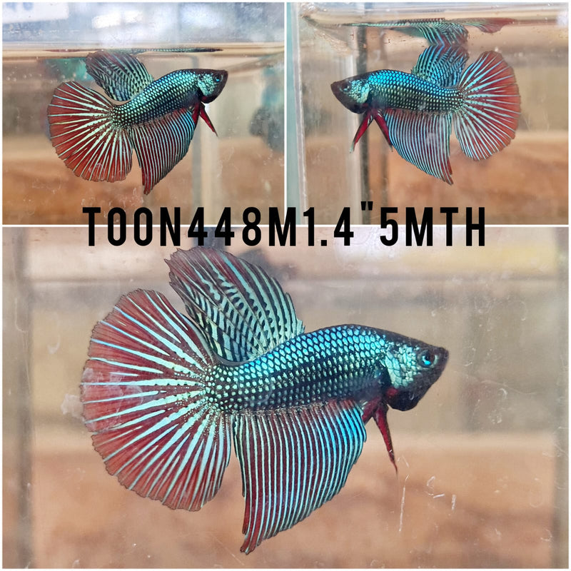 (TOON-448)Alien Green Halfmoon Male Betta