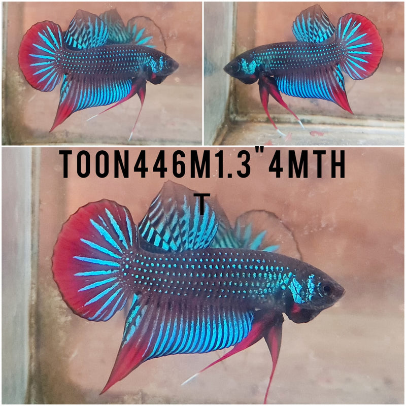 (TOON-446)Green Imbellis Red Tail Male Betta
