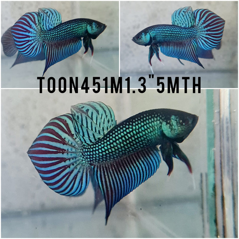 (TOON-451)Alien Green Halfmoon Male Betta