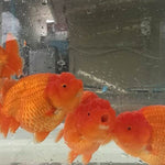 Live Fancy Goldfish Premium Select Our Choice Big Head Thai Lionchu Red Grow up to Over 5'' BODY(CGF-072)