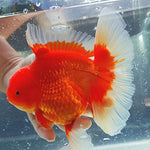 Live Fancy Goldfish Premium Select Our Choice Giant BREED Special Red and White Thai Oranda GROW UP TO 5.5-7'' BODY(CGF-053)