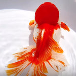 Live Fancy Goldfish Premium Select Our Choice Giant BREED Special Red and White Thai Oranda GROW UP TO 5.5-7'' BODY(CGF-053)