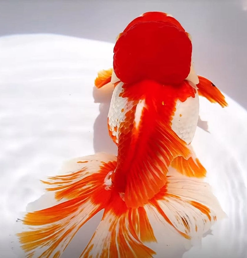 Live Fancy Goldfish Premium Select Our Choice Giant BREED Special Red and White Thai Oranda GROW UP TO 5.5-7'' BODY(CGF-053)