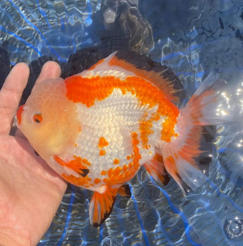 Live Fancy Goldfish Premium Select Our Choice Giant BREED Special Red and White Thai Oranda GROW UP TO 5.5-7'' BODY(CGF-053)