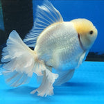 Live Fancy Goldfish Premium Select Our Choice Giant BREED Giant Super White Thai Oranda GROW UP TO 5.5-7'' BODY(CGF-057)