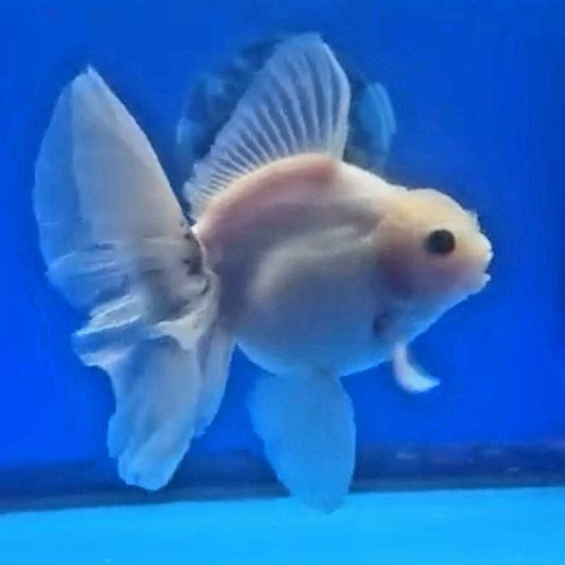 Live Fancy Goldfish Premium Select Our Choice Giant BREED Giant Super White Thai Oranda GROW UP TO 5.5-7'' BODY(CGF-057)