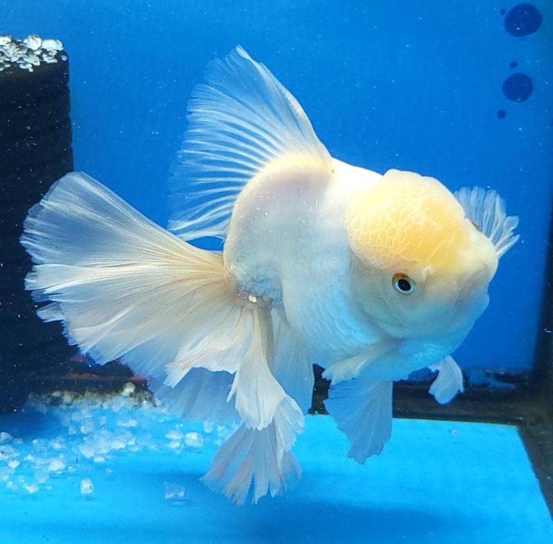Live Fancy Goldfish Premium Select Our Choice Giant BREED Giant Super White Thai Oranda GROW UP TO 5.5-7'' BODY(CGF-057)
