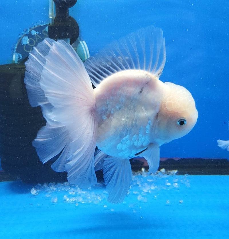 Live Fancy Goldfish Premium Select Our Choice Giant BREED Giant Super White Thai Oranda GROW UP TO 5.5-7'' BODY(CGF-057)